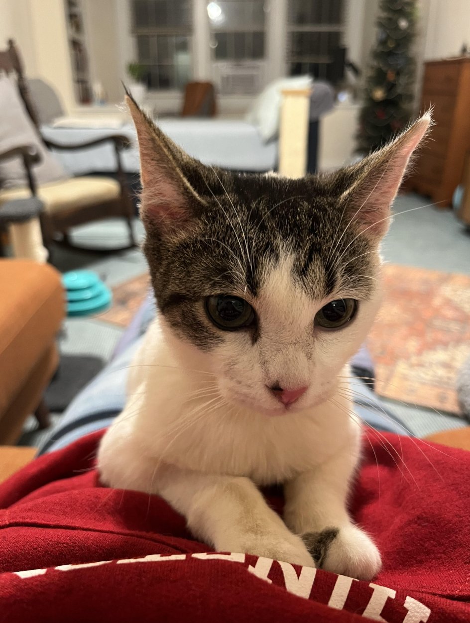 SWEETPEA - Domestic Short Hair available for adoption