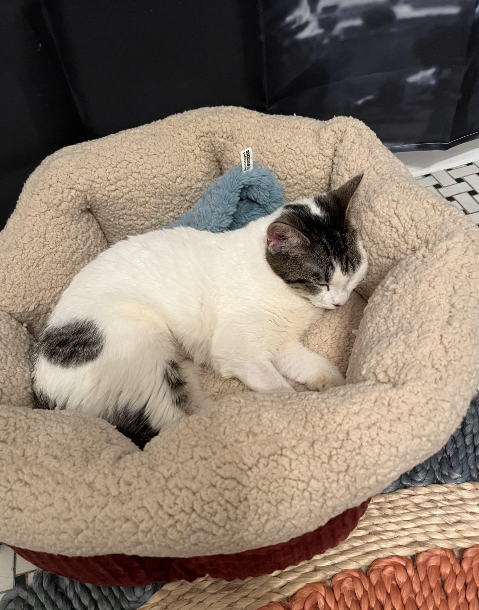 SWEETPEA - Domestic Short Hair available for adoption