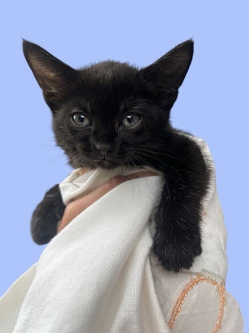 TWILIGHT - Domestic Short Hair available for adoption