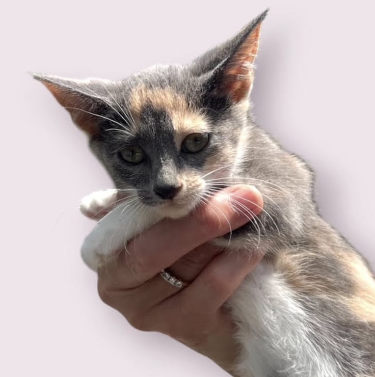 LILIA Image