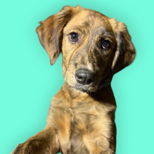 JUSTICE - Shepherd / Hound available for adoption