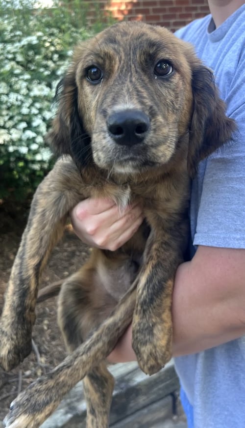 JUSTICE - Shepherd / Hound available for adoption