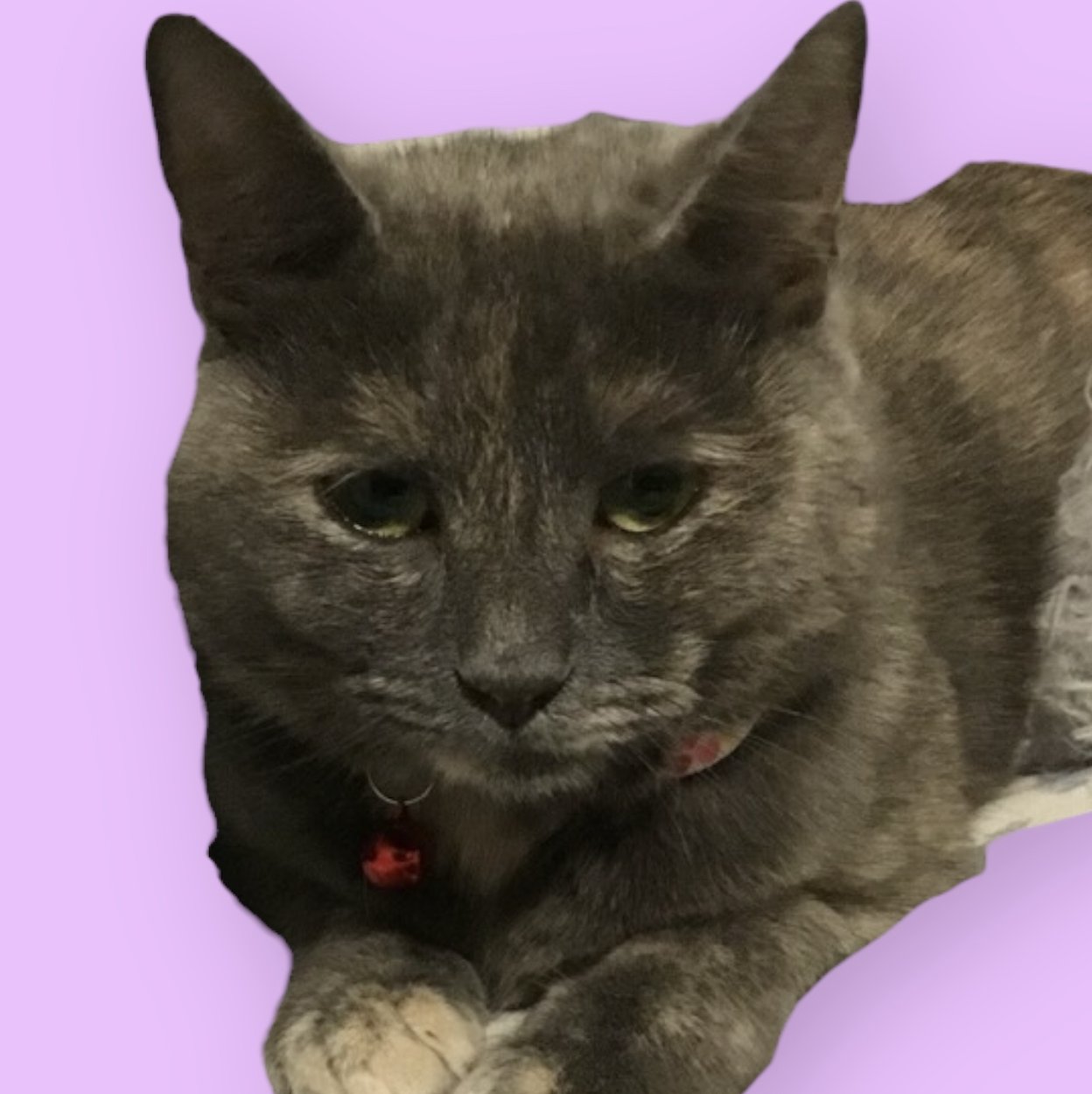 STAR - Domestic Short Hair available for adoption