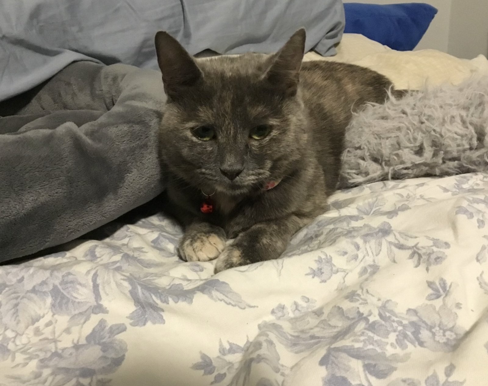 STAR - Domestic Short Hair available for adoption