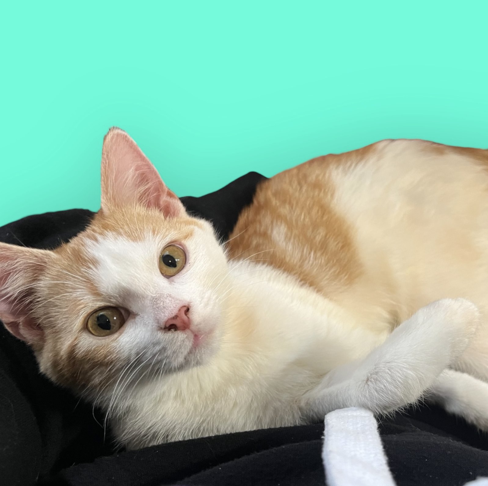 SHERBERT - Domestic Short Hair available for adoption