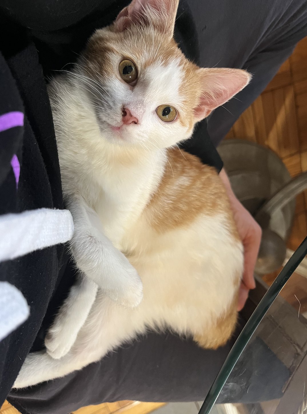 SHERBERT - Domestic Short Hair available for adoption