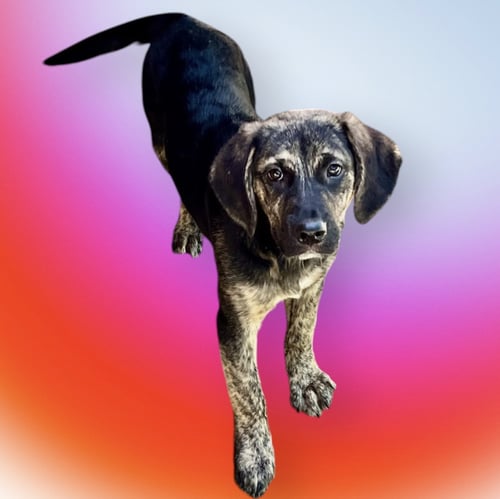 FARA - Shepherd / Hound available for adoption