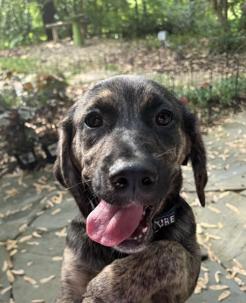 FARA - Shepherd / Hound available for adoption