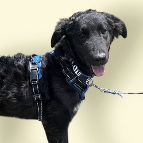 SUSHI - Poodle (unknown type) / Flat-coated Retriever available for adoption