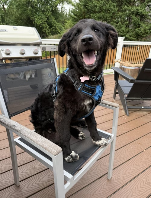 SUSHI - Poodle (unknown type) / Flat-coated Retriever available for adoption