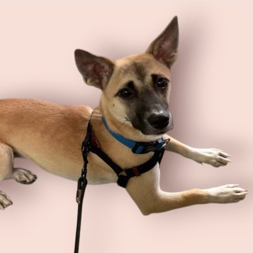 TEDDY - Terrier available for adoption