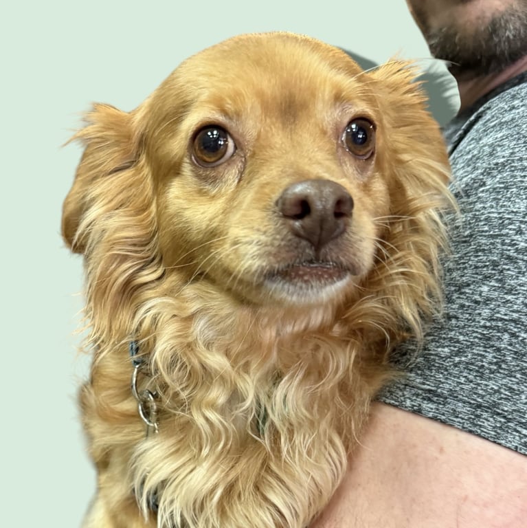 OLLIE Image