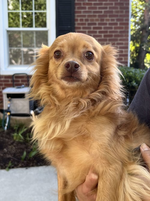 OLLIE - Chihuahua available for adoption
