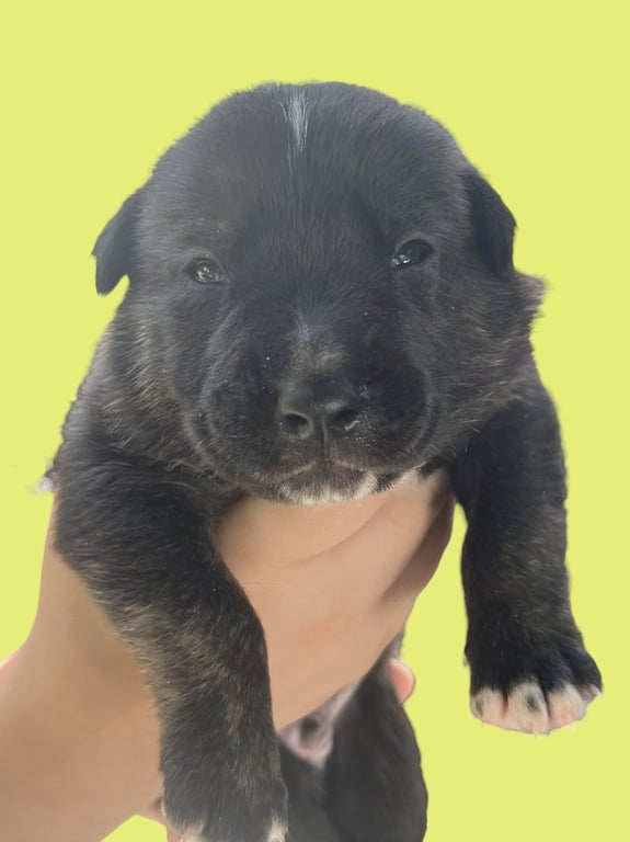 MOMMA IRIS' LITTER: TROOPER Image