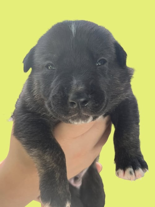 MOMMA IRIS' LITTER: TROOPER - Labrador Retriever / Shepherd available for adoption