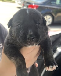 MOMMA IRIS' LITTER: TROOPER - Photo 2