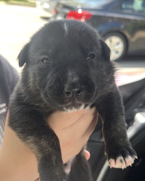 MOMMA IRIS' LITTER: TROOPER - Labrador Retriever / Shepherd available for adoption