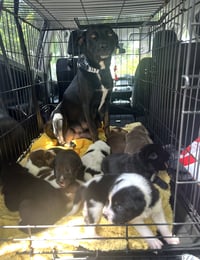 MOMMA IRIS' LITTER: TROOPER - Photo 4