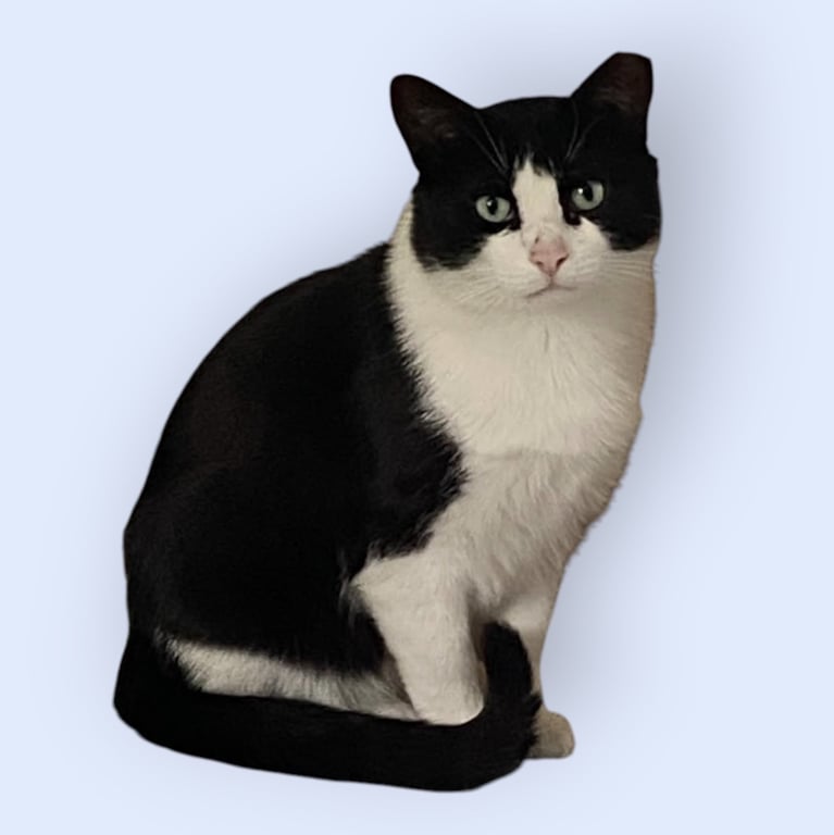 JIMMY Image