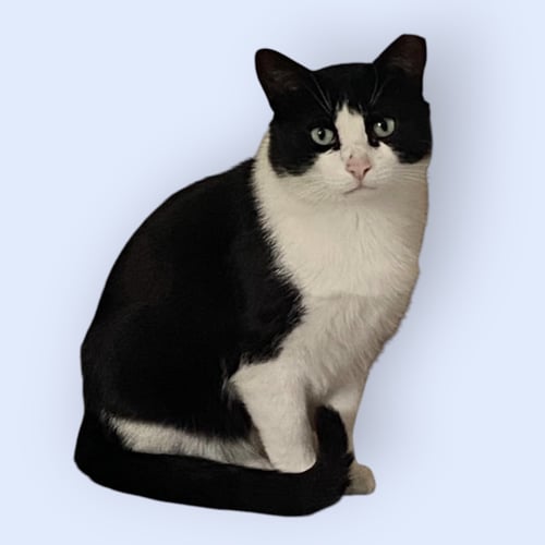 JIMMY - Domestic Short Hair available for adoption
