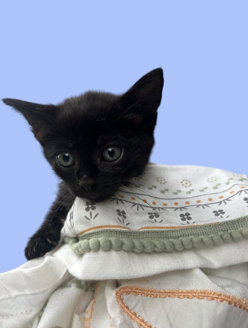 SEA STAR - Domestic Short Hair available for adoption