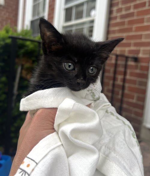 SEA STAR - Domestic Short Hair available for adoption
