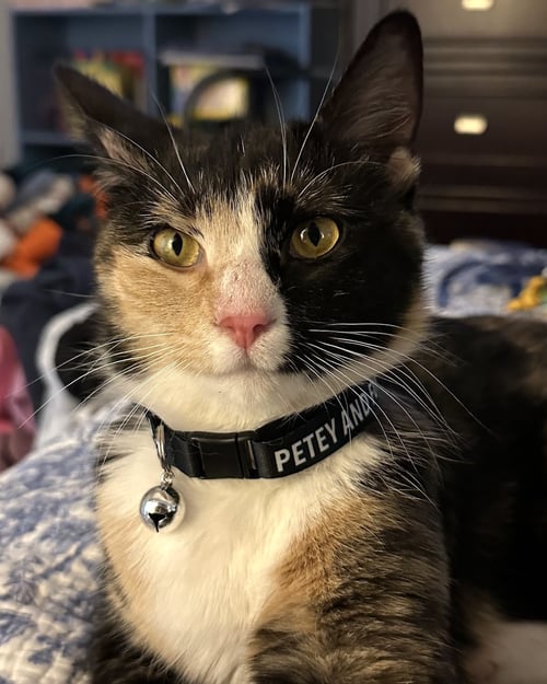 SHELLY - Domestic Short Hair available for adoption