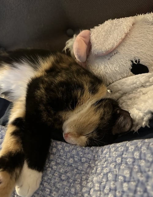 SHELLY - Domestic Short Hair available for adoption