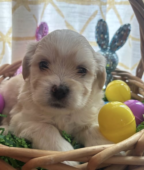 MIMI'S LITTER: COLIN