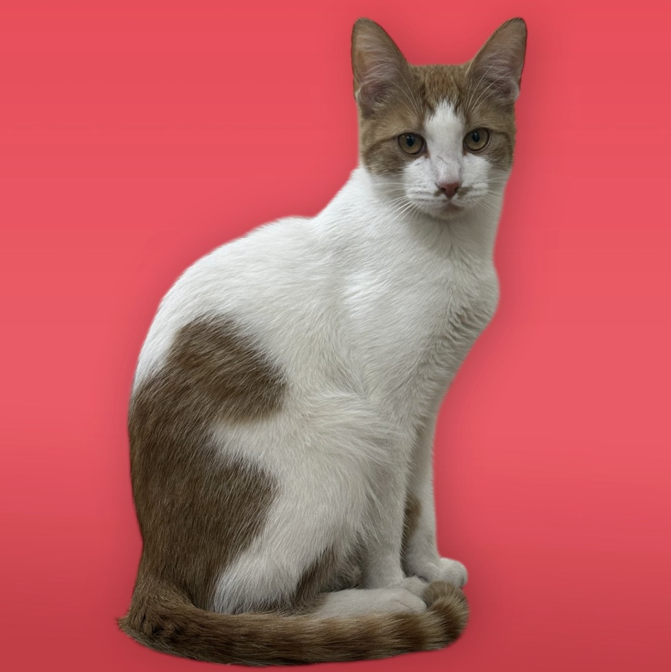 ZEKE - Domestic Short Hair available for adoption