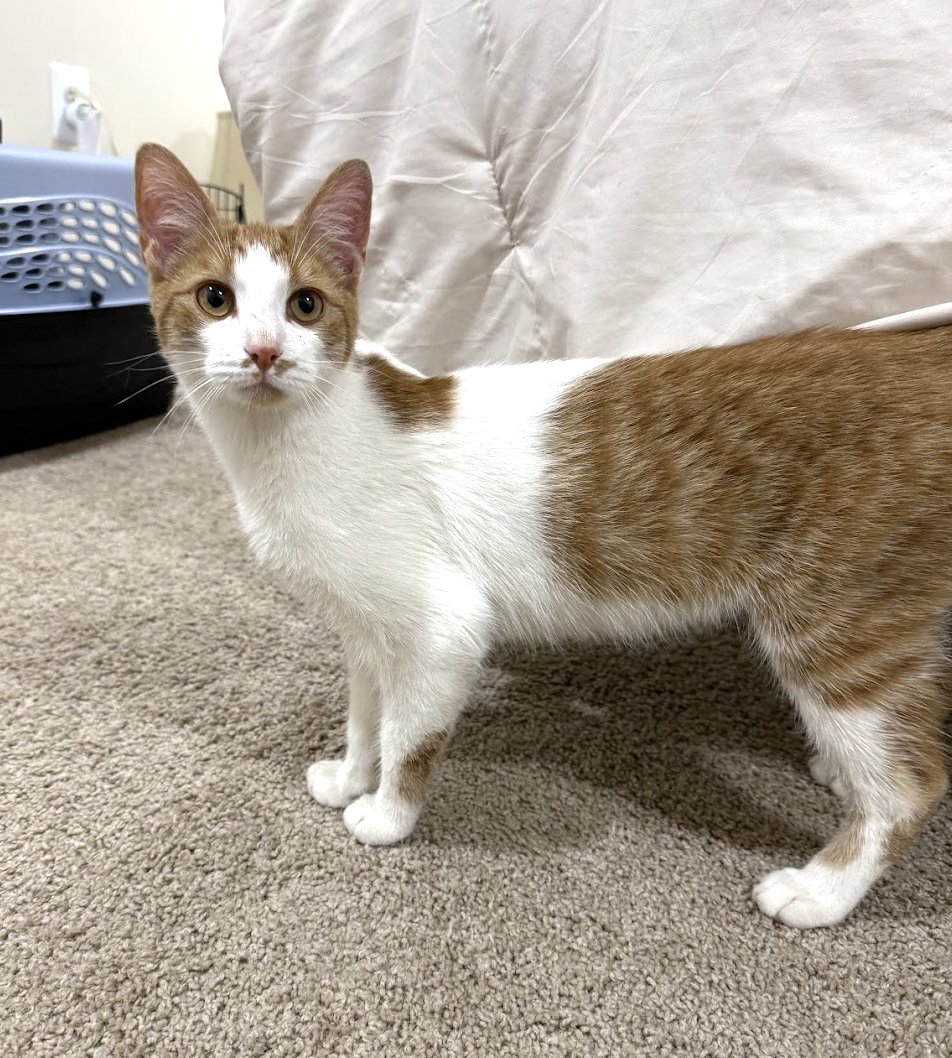 ZEKE - Domestic Short Hair available for adoption