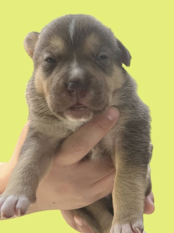 MOMMA IRIS' LITTER: GNOCCHI Image