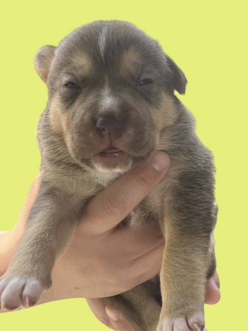 MOMMA IRIS' LITTER: GNOCCHI - Labrador Retriever / Shepherd available for adoption