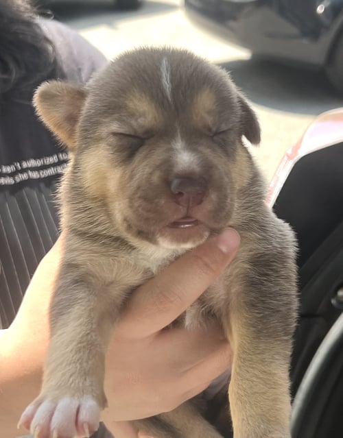 MOMMA IRIS' LITTER: GNOCCHI - Labrador Retriever / Shepherd available for adoption