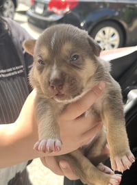 MOMMA IRIS' LITTER: GNOCCHI - Photo 3