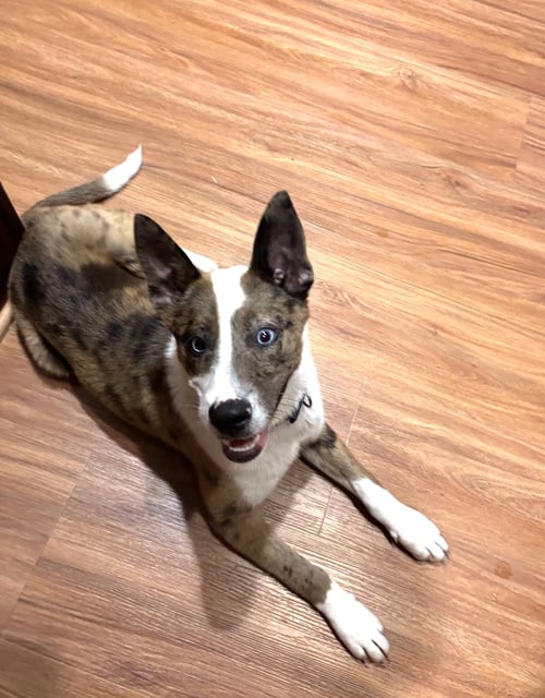 SHEEBA - Husky available for adoption