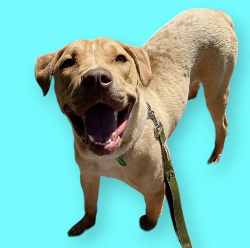 BUBBA - Labrador Retriever available for adoption