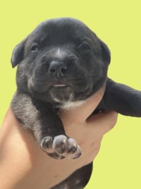 MOMMA IRIS' LITTER: SWEET POTATO - Photo 1