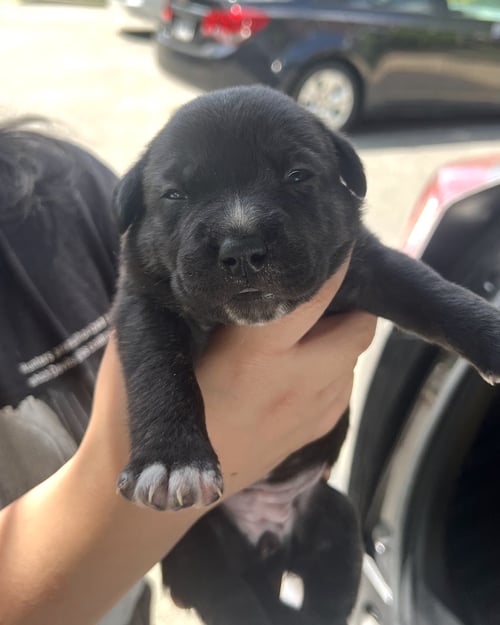 MOMMA IRIS' LITTER: SWEET POTATO - Labrador Retriever / Shepherd available for adoption
