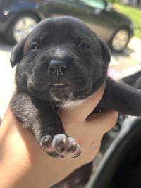 MOMMA IRIS' LITTER: SWEET POTATO - Photo 3