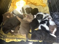 MOMMA IRIS' LITTER: SWEET POTATO - Photo 4