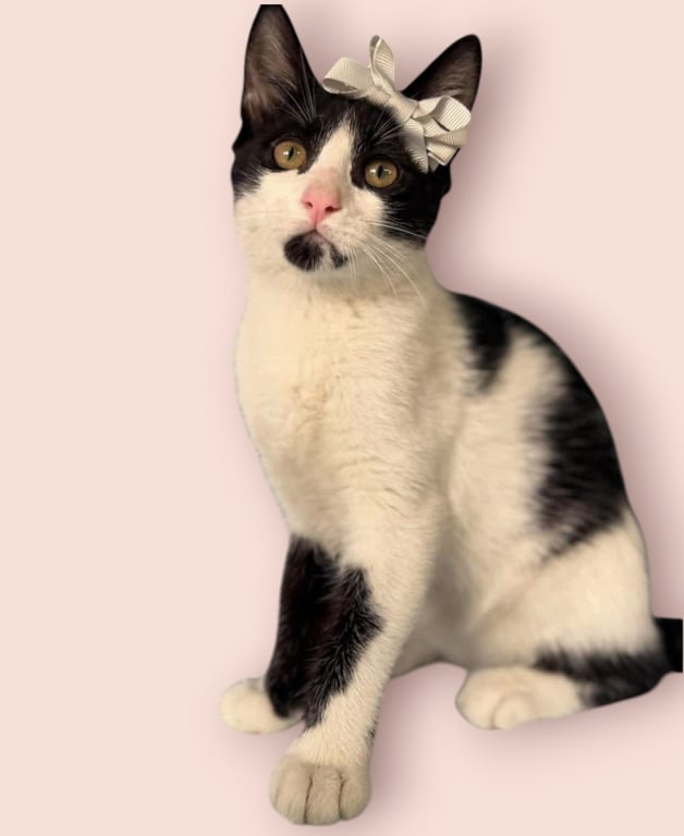 CATARINA Image