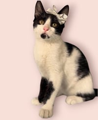 CATARINA - Photo 1