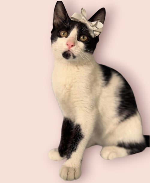 CATARINA - Domestic Short Hair available for adoption