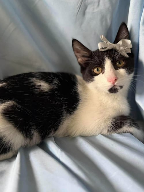 CATARINA - Domestic Short Hair available for adoption