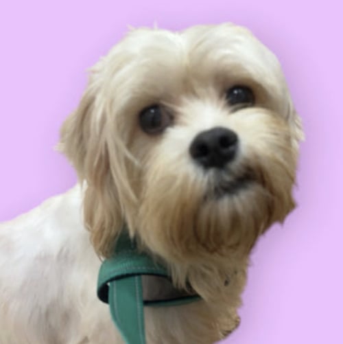 MOMMA MIMI - Maltese available for adoption