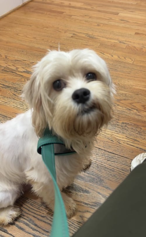 MOMMA MIMI - Maltese available for adoption