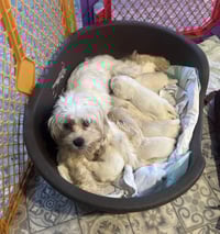 MOMMA MIMI - Photo 3