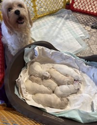 MOMMA MIMI - Photo 4