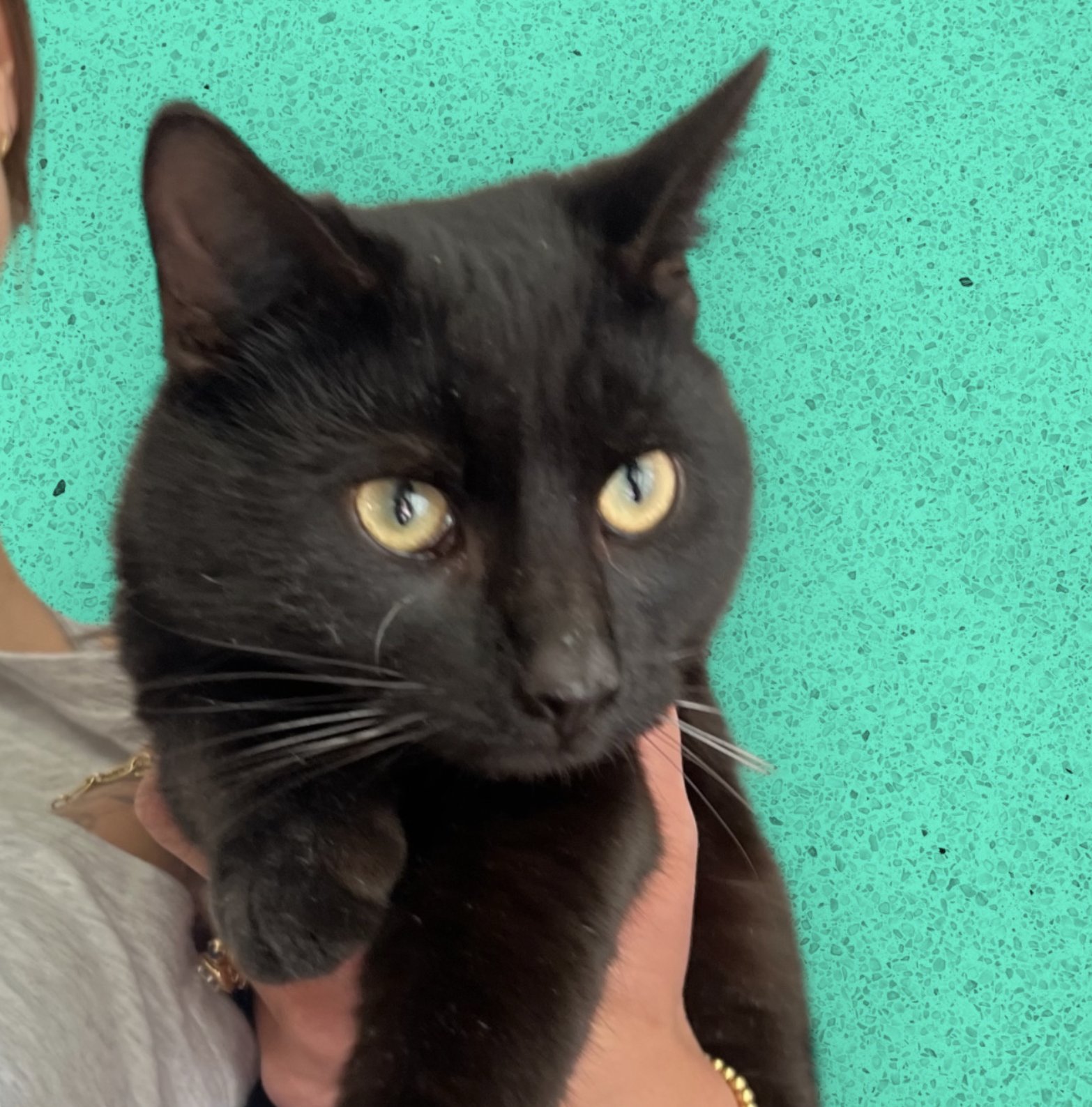 WALLY - Domestic Short Hair available for adoption